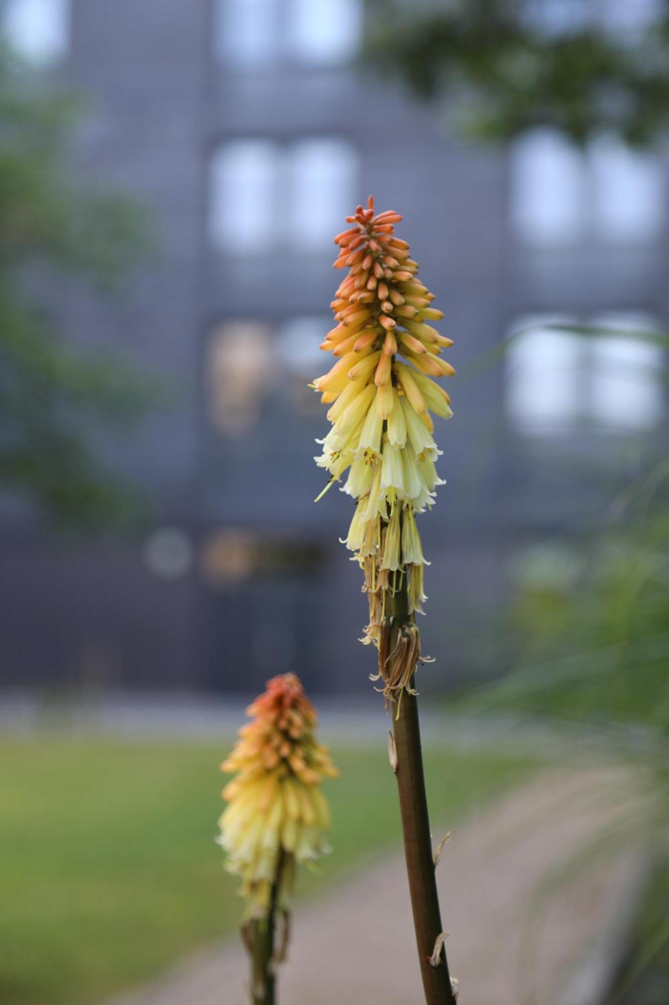 Goldcrest Village Rooms University Of 戈尔韦 外观 照片